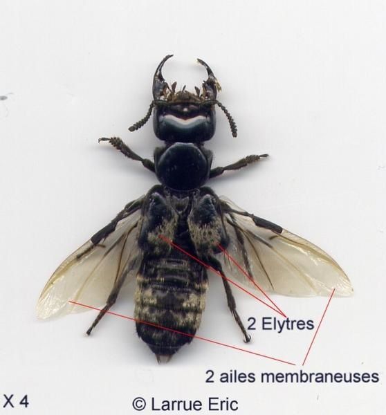 http://a142.idata.over-blog.com/0/01/39/49/description/description2/staphylin-ailes.JPG
