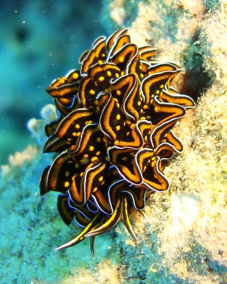 planète / système porte 2009-06-24-Limace-de-mer-sacoglosse-Cyerce-nigricans--4-